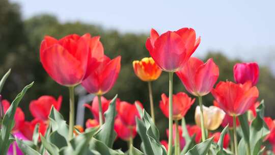 郁金香花海春天公园植物园