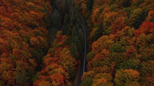 4k风景俯拍秋天五彩森林道路