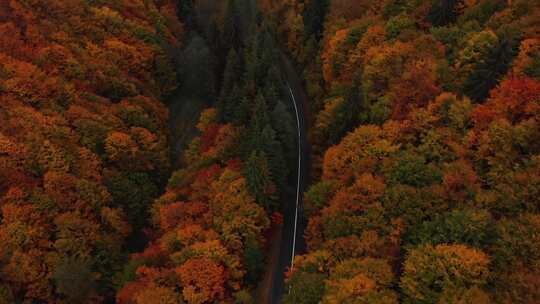 4k风景俯拍秋天五彩森林道路视频素材模板下载
