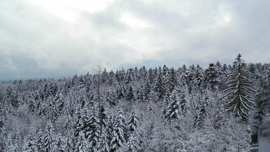 冬季森林航拍1视频素材模板下载