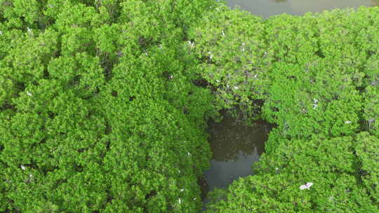 红树林湿地 海边红树林 候鸟 栖息地航拍