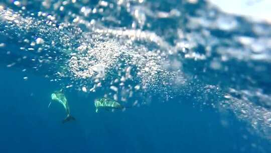 海底海豚拍摄