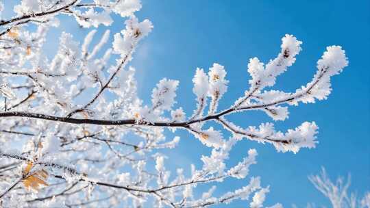 唯美冬季下雪四季变换视频背景