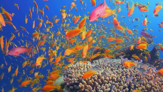 海底珊瑚礁上的热带鱼慢镜头视频素材模板下载