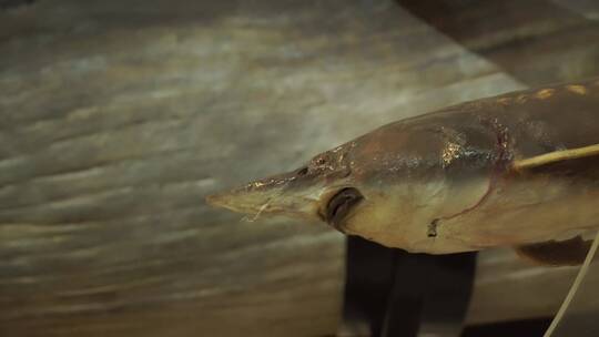 中华鲟鱼保护动物鱼类标本视频素材模板下载