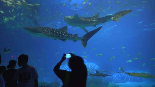 水族馆 鲸鲨