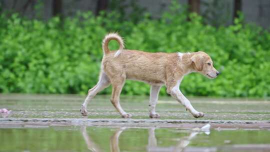 雨后农村野地可爱的小狗