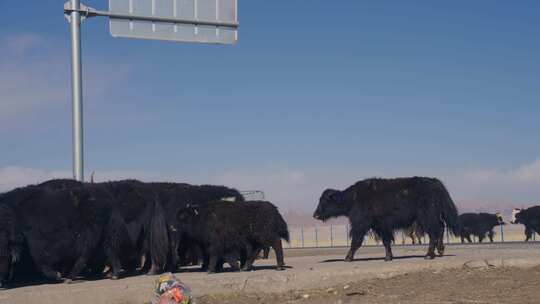 航拍若尔盖草原牧场放牧牦牛牛群