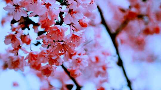 日系风格唯美樱花满天