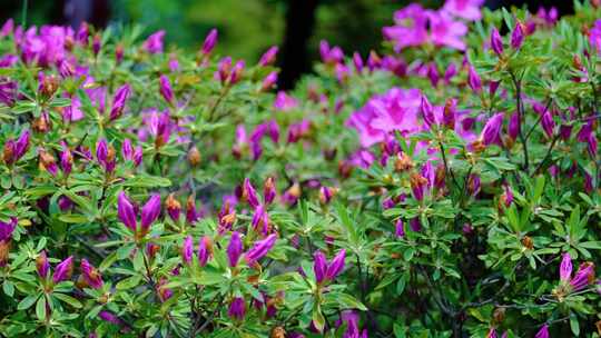 春天秋天植物园公园杜鹃花花朵大自然风景风