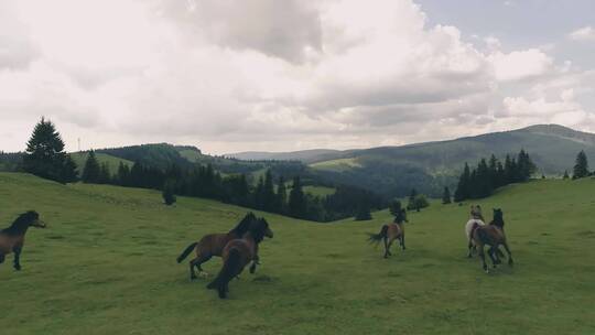 草原上奔跑的马