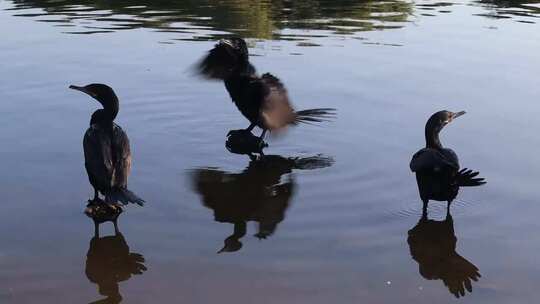 飞鸟鹈鹕水