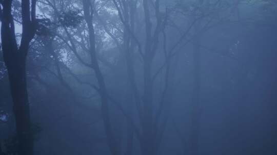 阴暗森林恐怖薄雾迷雾视频素材模板下载