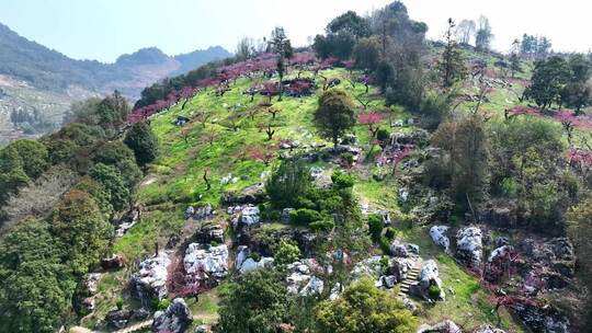 桃花树桃花林桃花山