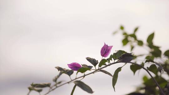 【空镜】4K-植物-三角梅-水边光影-特写