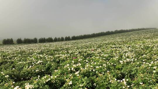 晨雾中的田野芍药花田地