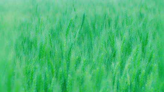 雨后麦田麦穗上挂着水珠