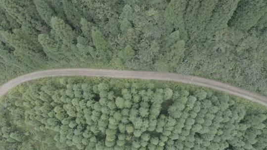 4K航拍 针叶林 原始森林 树林镜头组