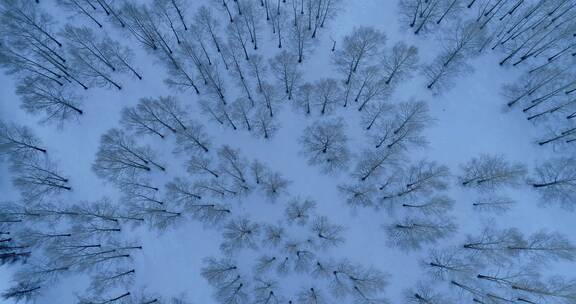 航拍冬季雪原树林