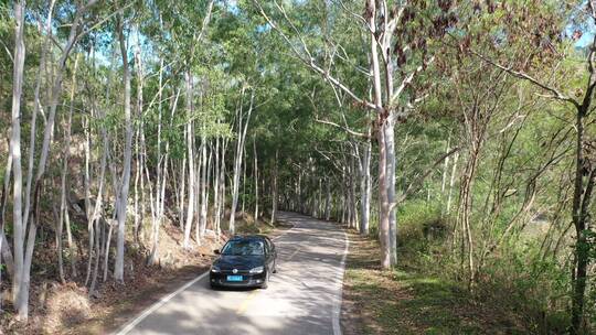 树林公路林荫大道森林阳光道路汽车行驶视角