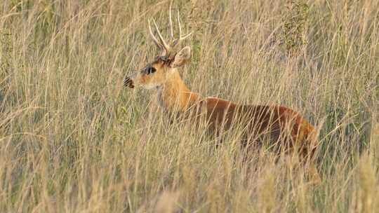 野生沼泽鹿，blastocerus dichotomus伪装在其自然栖息地，观察、倾听和