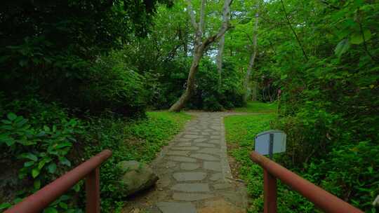 热带雨林湿地公园树林丛林