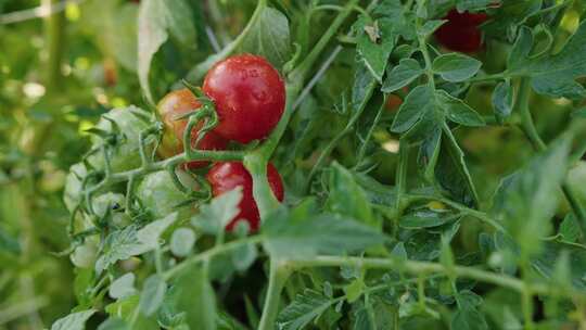 农田里成熟的小番茄