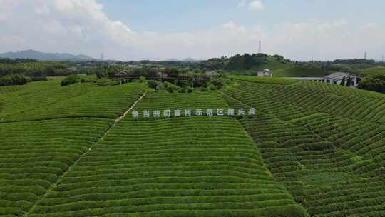 杭州径山茶园