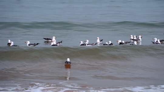 海面海浪上飞翔的海鸥