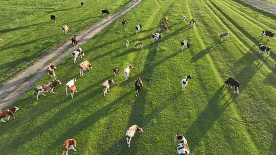 草原上吃草的牛群视频素材模板下载