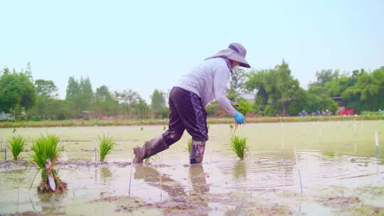 田间芒种插秧农民劳作秧苗淳朴田园