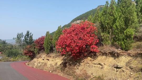 济南市历城区捎近村，秋季满山红叶