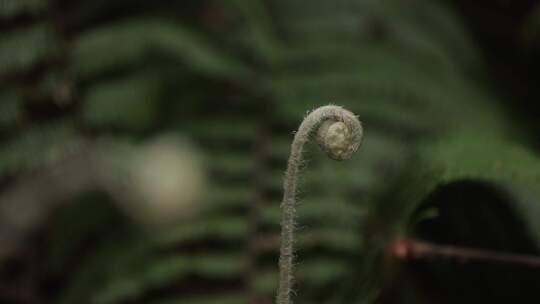 雨林植被4K特写视频