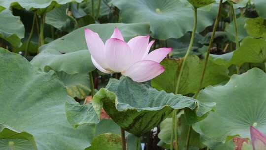 荷花、荷花池、荷叶、莲蓬