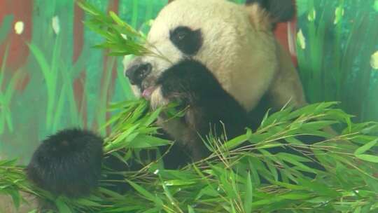 熊猫可爱生活吃竹子憨态可鞠