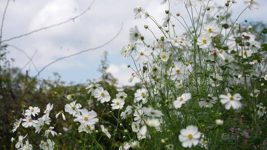 格桑花鲜花花朵微距特写