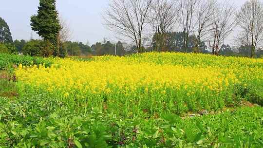 大片黄色油菜花田自然风光全景