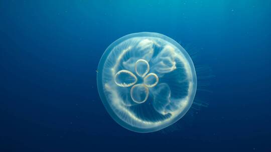 蔚蓝唯美水母海底世界浮游生物