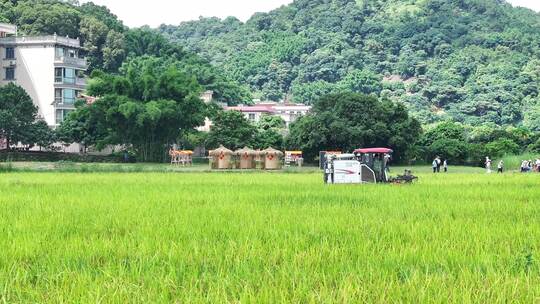 中国广东省广州市白云区太和镇白山村稻田