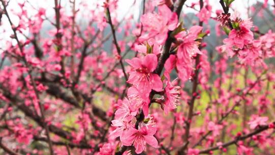 实拍桃花素材