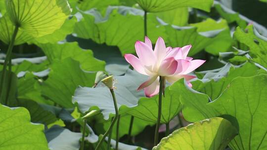 夏季荷花特写