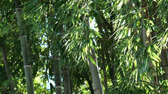 夏天竹林竹子竹园竹韵竹叶