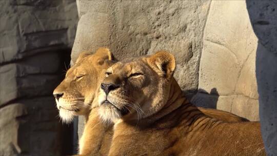 动物园两只狮子晒太阳视频素材模板下载