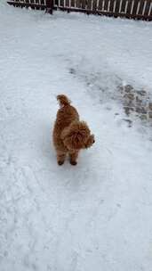 棕色泰迪犬在雪地中行走