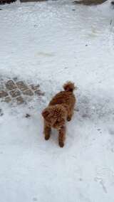 棕色泰迪犬在雪地中行走高清在线视频素材下载