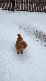 棕色泰迪犬在雪地中行走高清在线视频素材下载