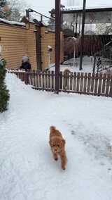 棕色泰迪犬在雪地中行走高清在线视频素材下载