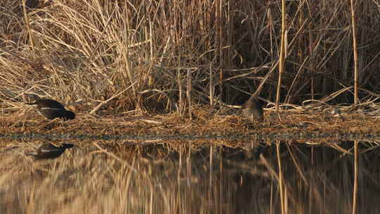 沼泽湿地野生黑水鸡秧鸡