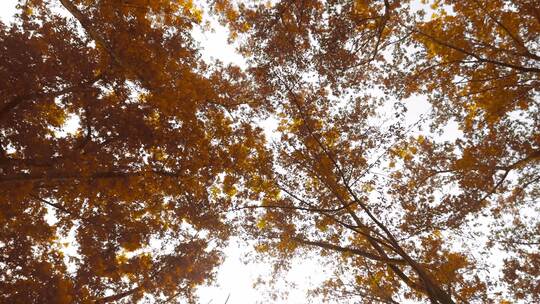 4K拍摄唯美金色秋时节树林视频素材模板下载