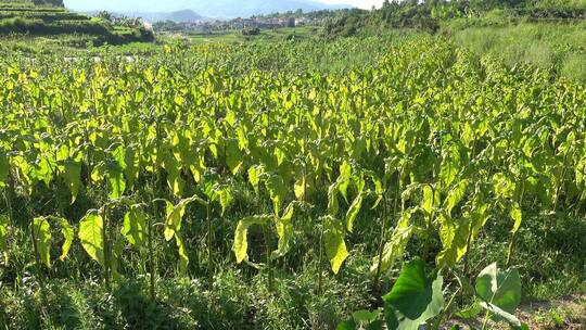 烟草 烟草种植 烟草加工 香烟